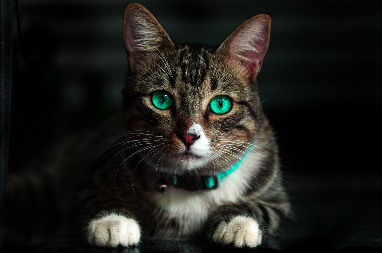 A cat looking towards the camera