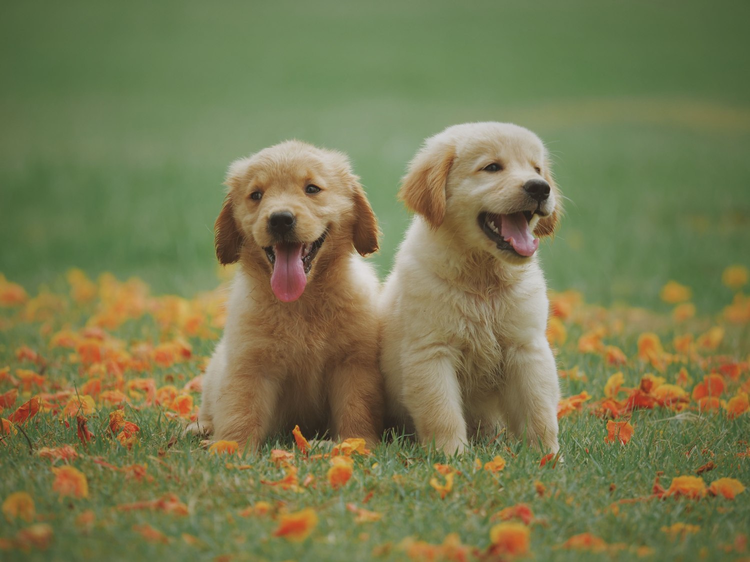 Two young dogs sitting together outdoors